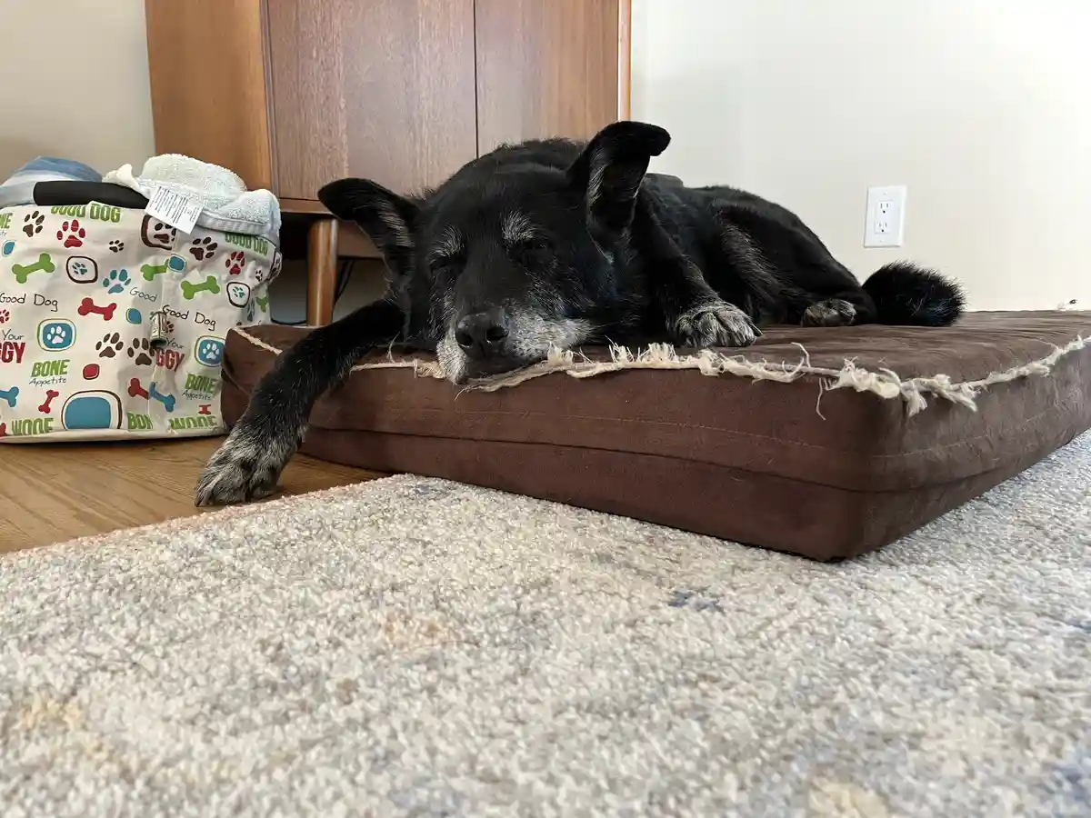 A black dog with gray muzzle and paws is sleeping peacefully on a worn brown dog bed. The bed is placed on a light-colored…