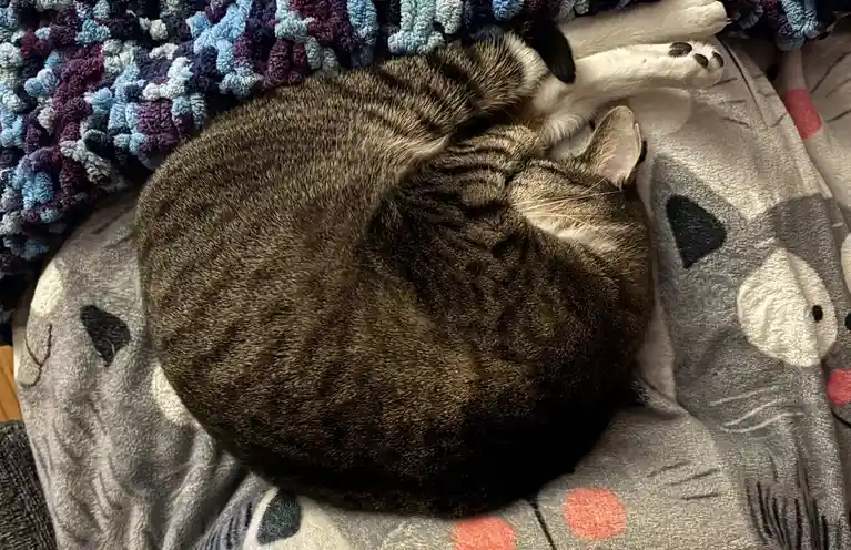 A tabby cat is curled up tightly in a ball, sleeping soundly on a grey blanket with cat faces and red polka dots, while a…