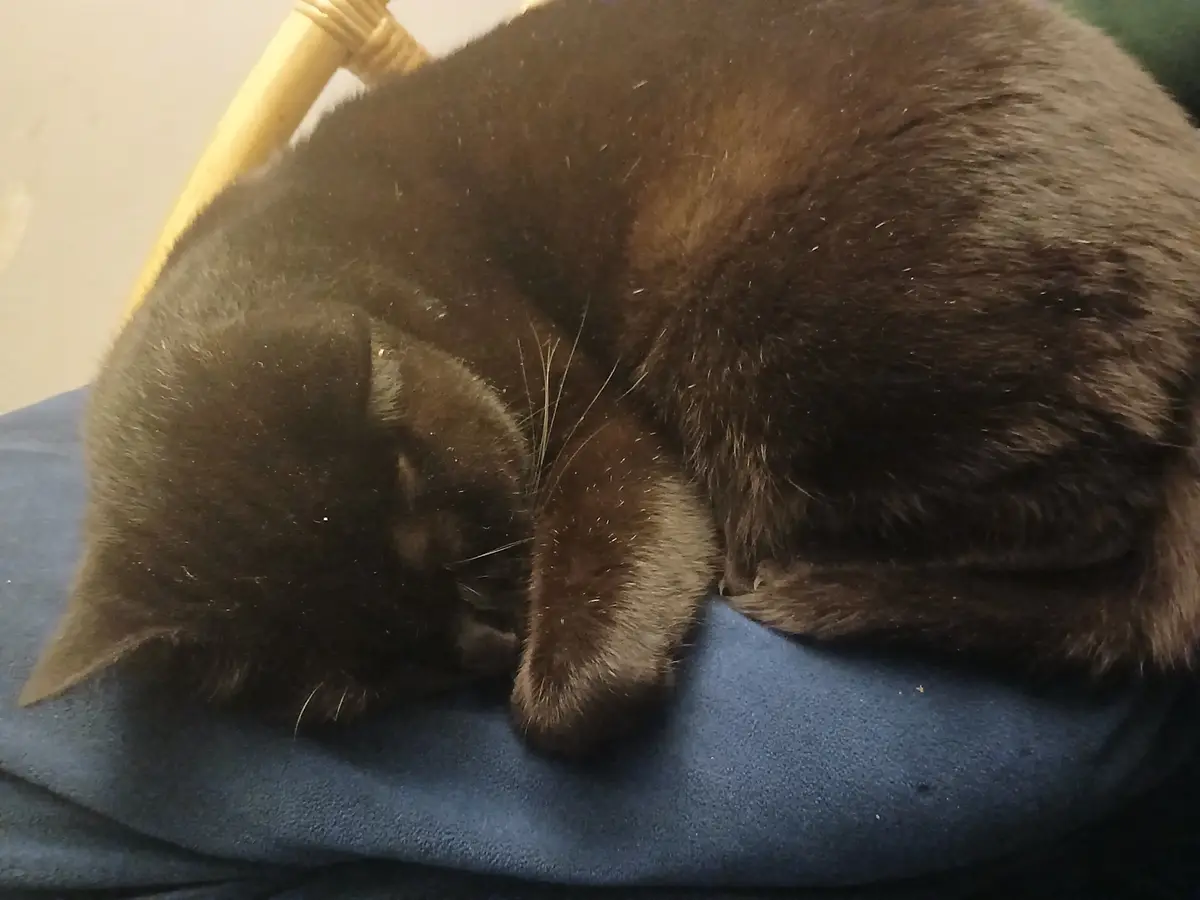 A dark brown cat is curled up and sleeping soundly on a blue fabric surface, possibly a chair or cushion, with a…