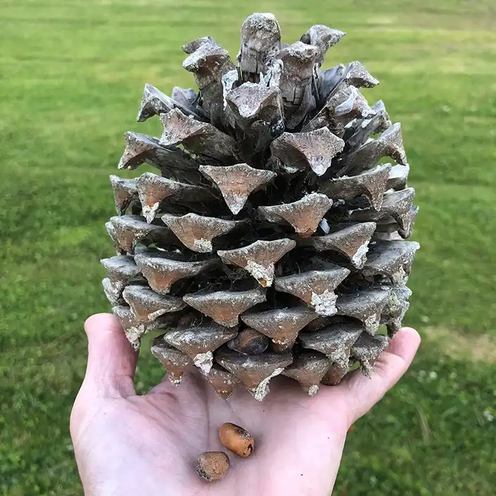 A person's hand holds a large, weathered pinecone with some scales open, revealing a few pine nuts inside. Two pine nuts…