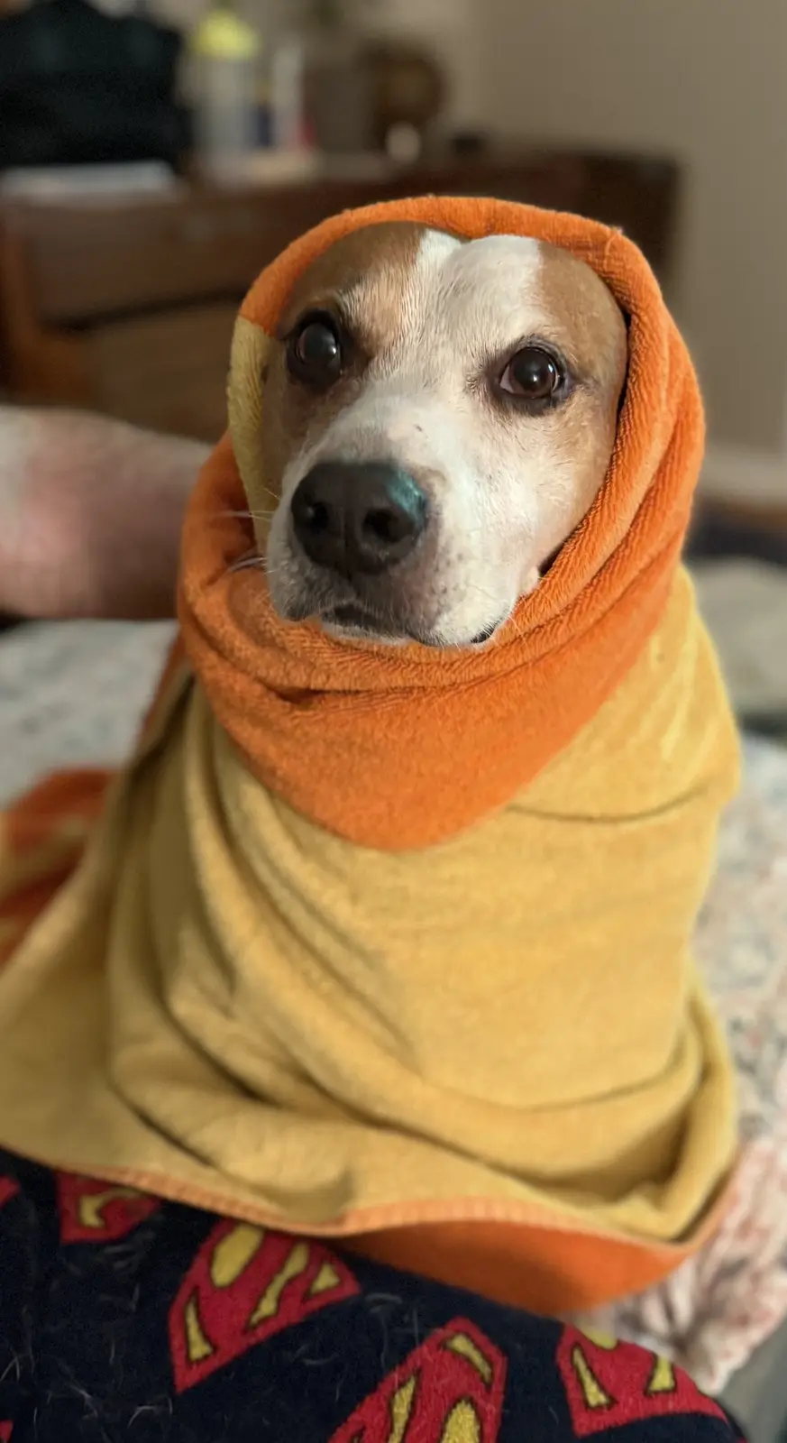 A close-up photo of a brown and white dog wrapped in a yellow and orange towel, looking directly at the camera with wide…