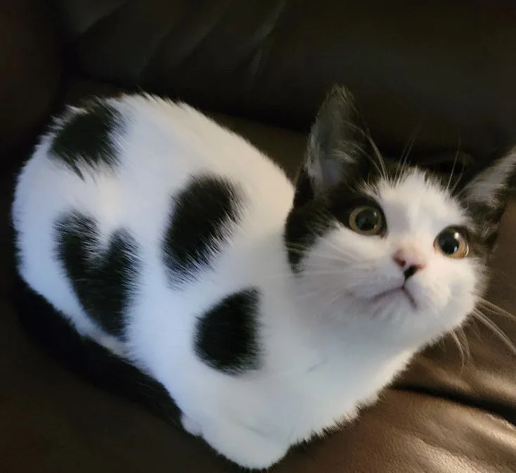 a black and white cat with large, round, expressive eyes sits on a brown leather couch, its fur patterned with large black…