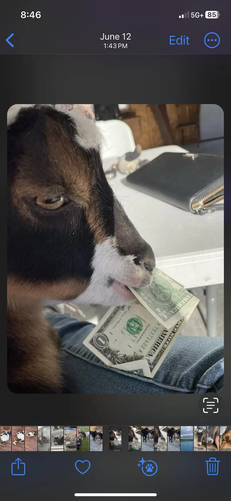A close-up photo shows a brown, black, and white goat with its mouth holding a one-dollar bill, which is partially tucked…