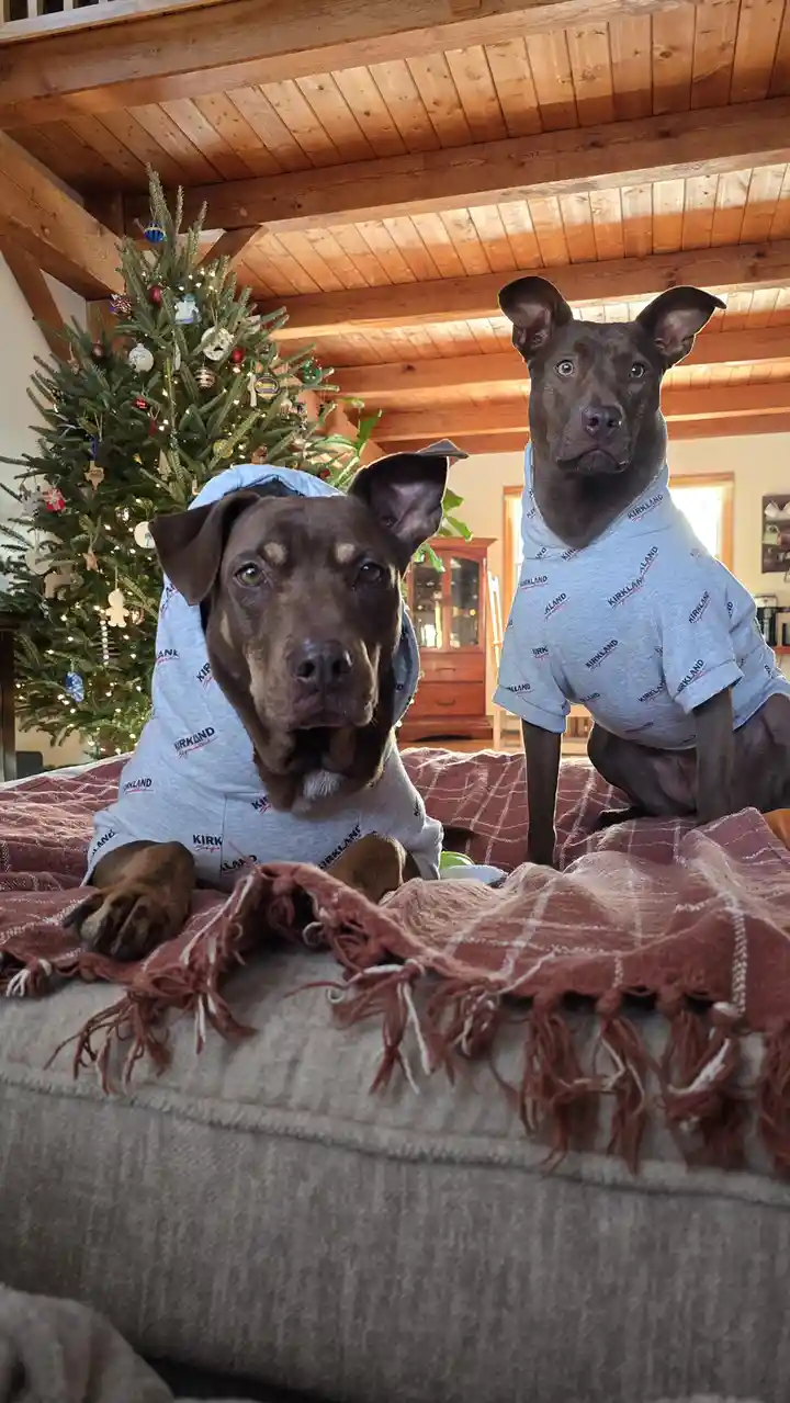 Two brown dogs wearing identical grey 'Kirkland Signature' hoodies sit on a couch with a red plaid blanket, looking directly…