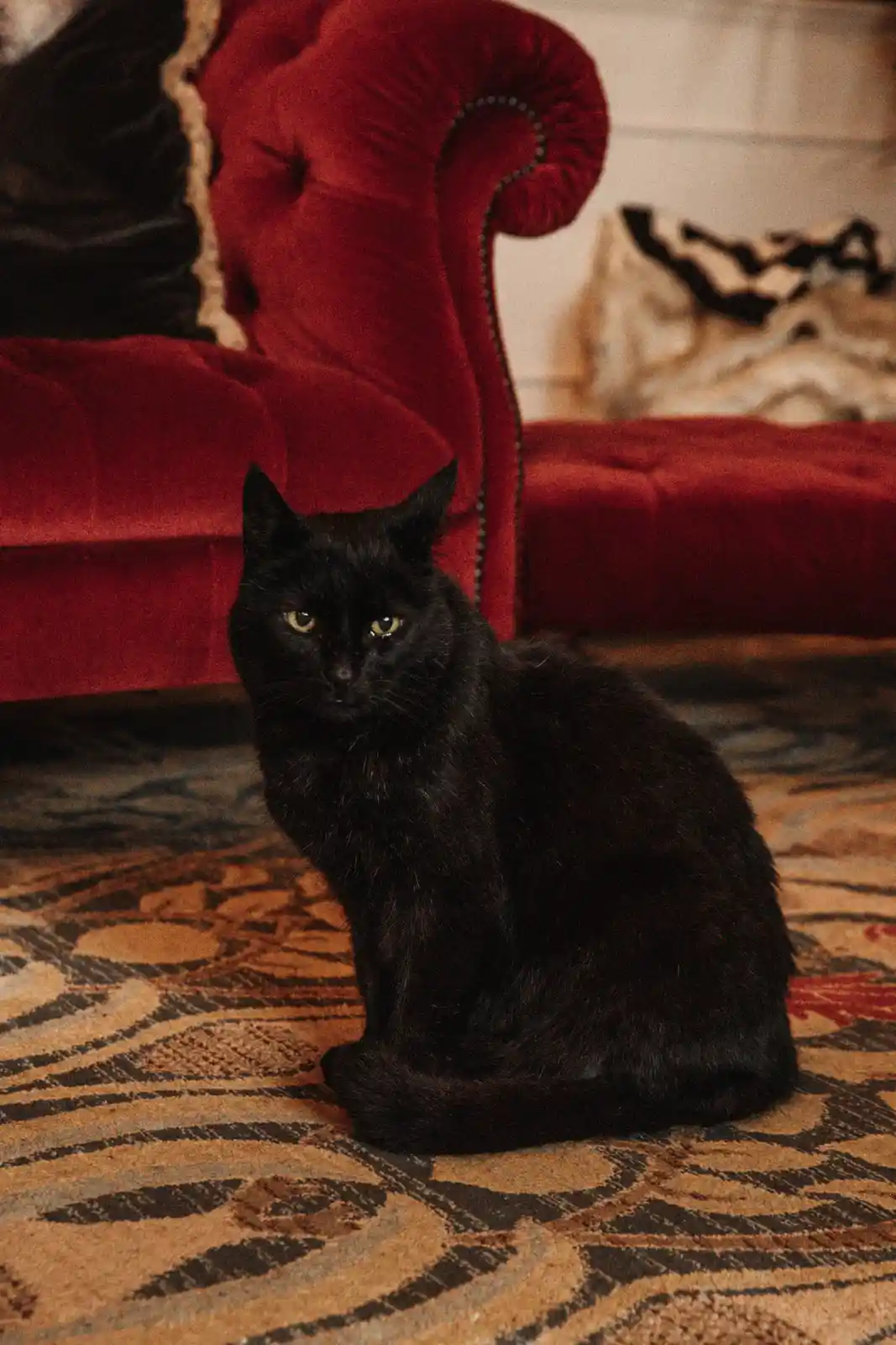 A black cat with yellow eyes sits calmly on a patterned rug in front of a plush red velvet armchair. The cat stares directly…