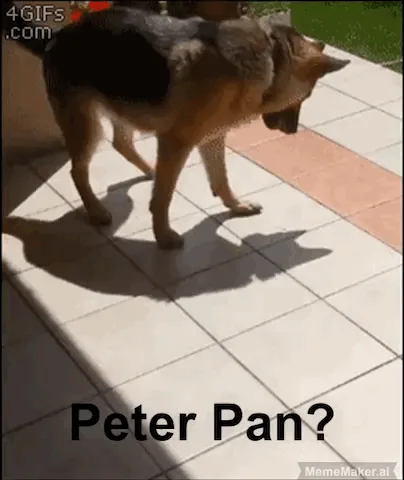 A German Shepherd dog is shown in a tiled outdoor area, looking down at its shadow which, due to the angle of sunlight…
