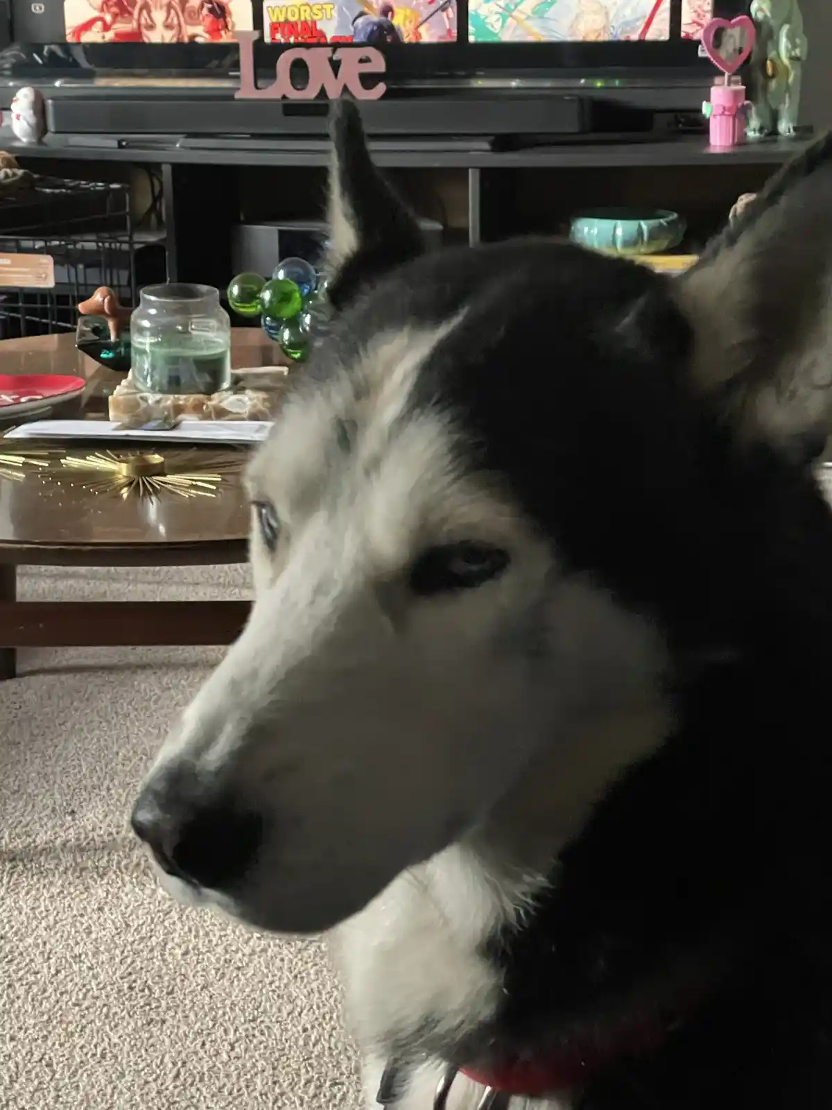 A close-up of a black and white husky dog looking off to the side with a bored or unimpressed expression, sitting in a…