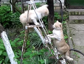 Six sequential images show two cats, one light-colored and one tan, engaged in a physical altercation on a metal structure…