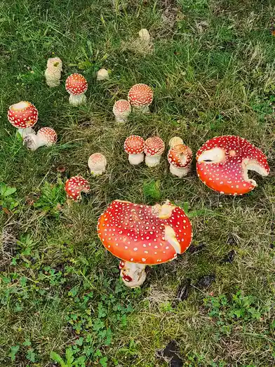 A photo shows multiple red-and-white spotted mushrooms growing in green grass, with several mushrooms having bite marks…
