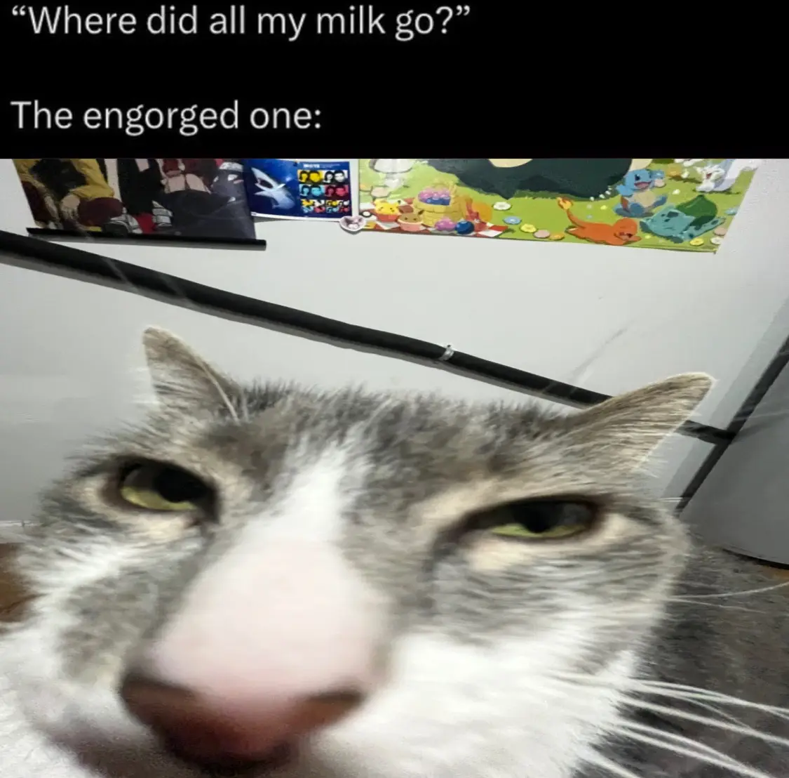 A close-up photo of a gray and white cat looking directly at the camera with a slightly dazed or guilty expression, its nose…