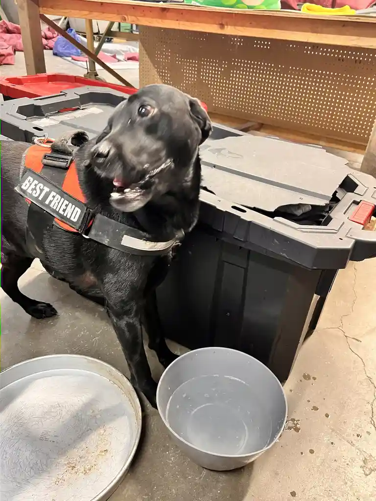 A black Labrador wearing an orange and black harness with the text 'BEST FRIEND' on a strap is standing next to a large…