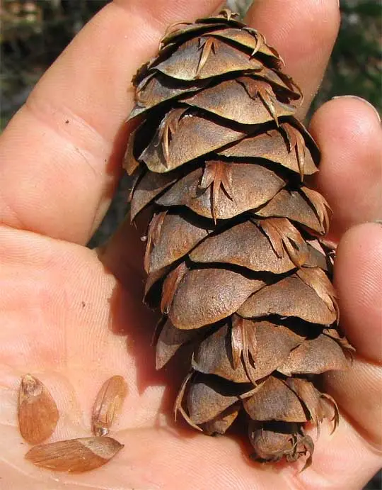 A close-up photo shows a person's hand holding a large, brown, dried pine cone with several seeds scattered in the palm. The…