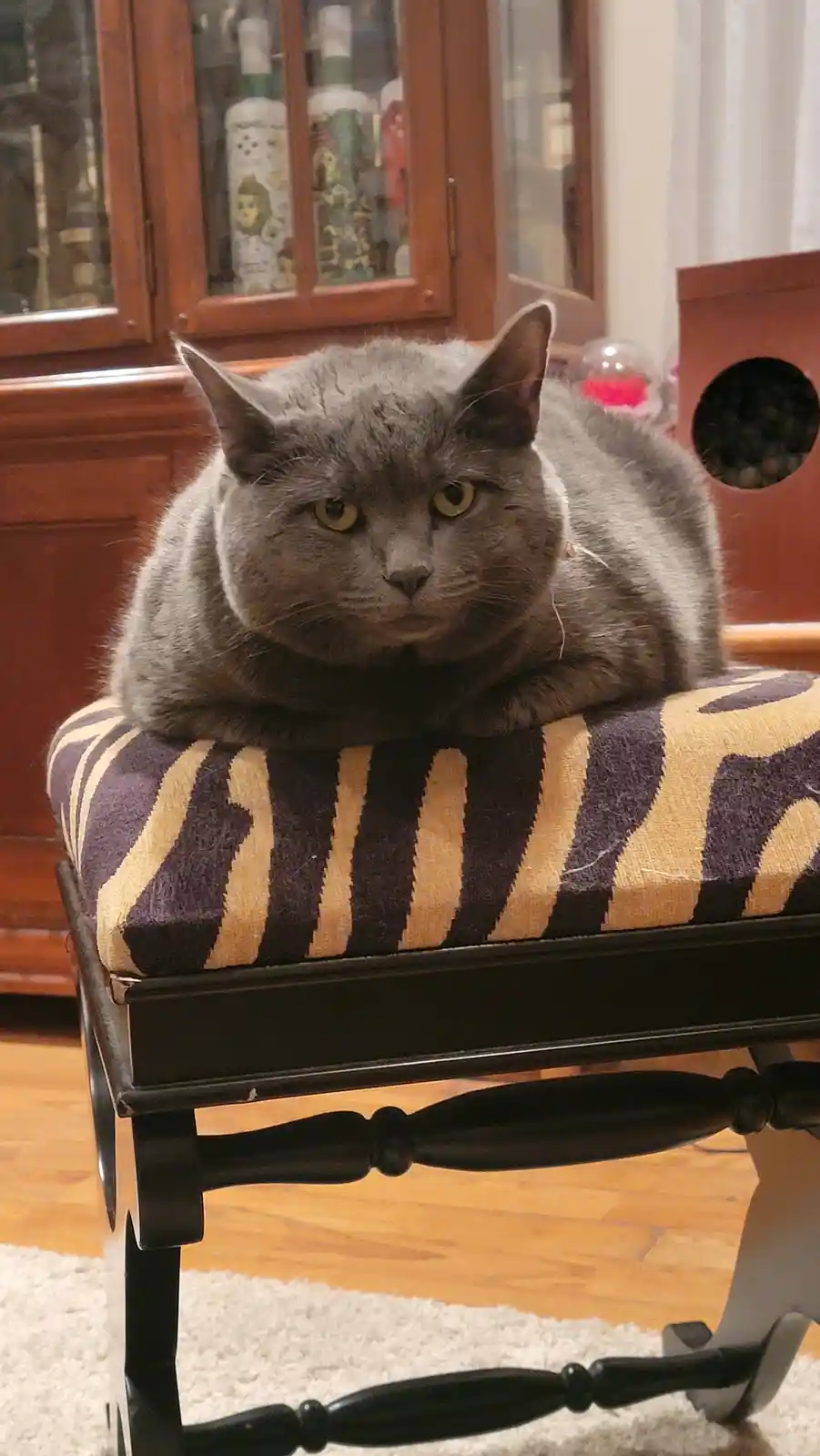 A gray cat with a grumpy expression sits atop a black rocking stool with a purple and beige striped cushion. Behind it is a…