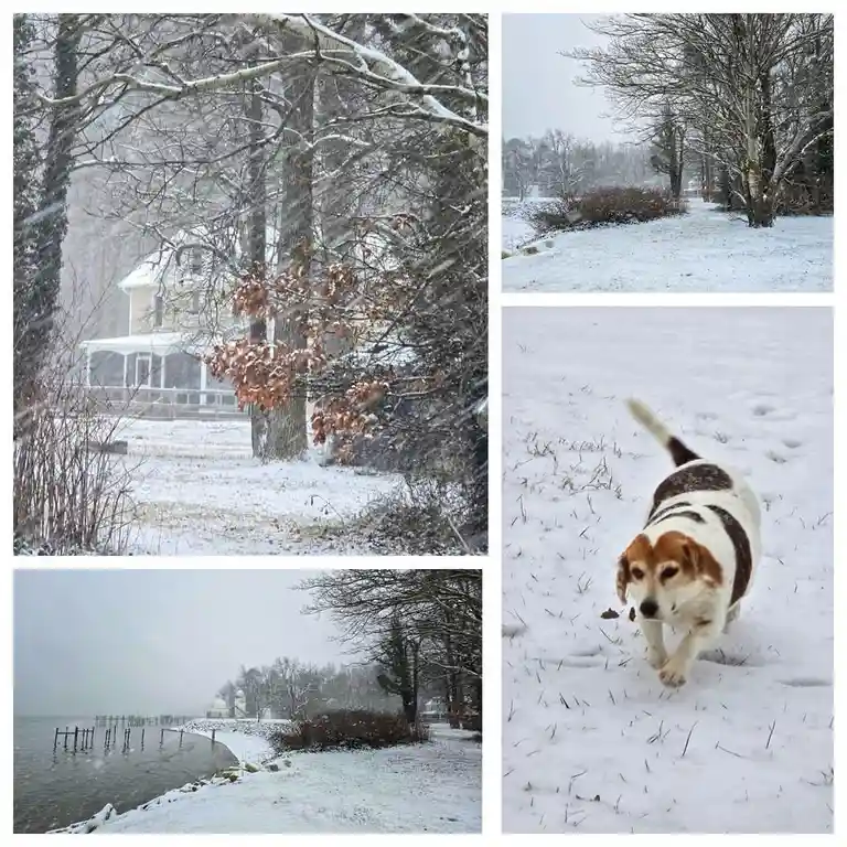A four-panel collage shows snowy outdoor scenes: a house partially obscured by snow-covered trees, a snow-dusted path, a…