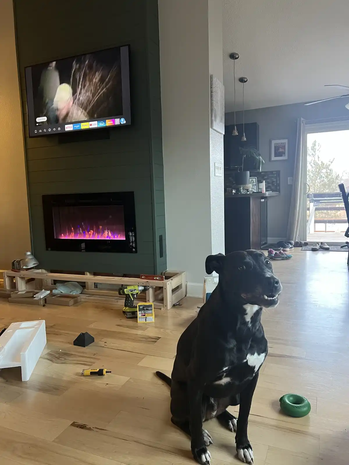 A black and white dog sits on a hardwood floor in a living room, looking directly at the camera with a slightly goofy…