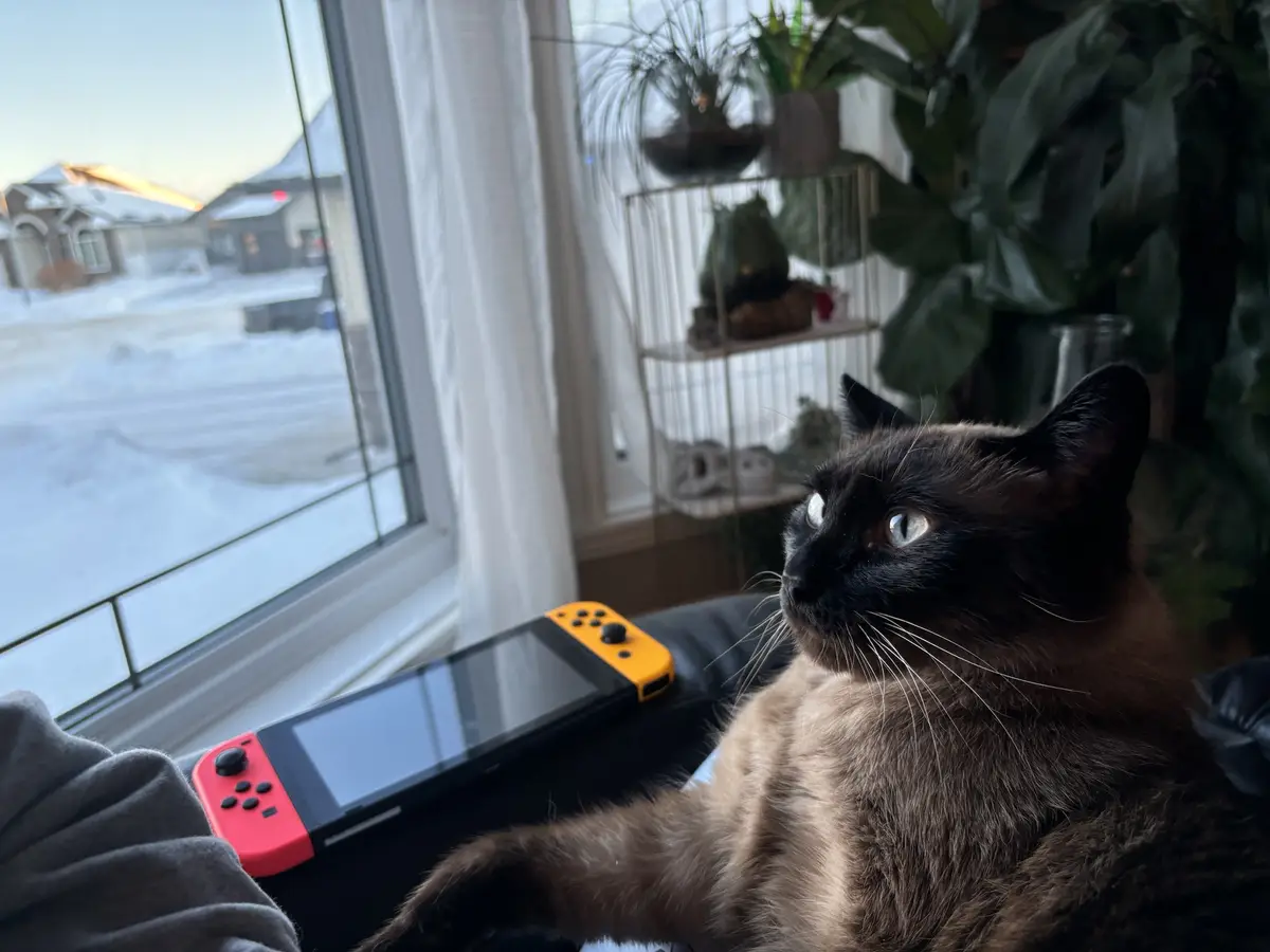 A siamese cat with dark points and light fur lounges on a couch next to a red and yellow Nintendo Switch, looking out a…