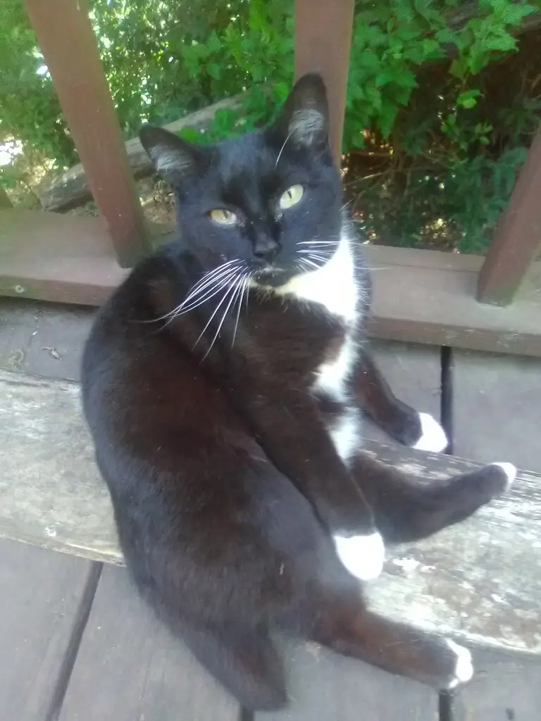 A black-and-white cat lounges on a wooden deck, looking directly at the camera with a relaxed, slightly smug expression. The…