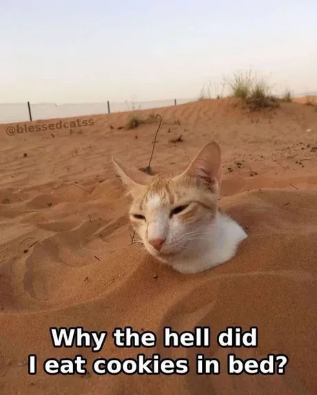 A light orange and white cat is half-buried in sand, looking annoyed or confused with half-closed eyes. The text overlay…