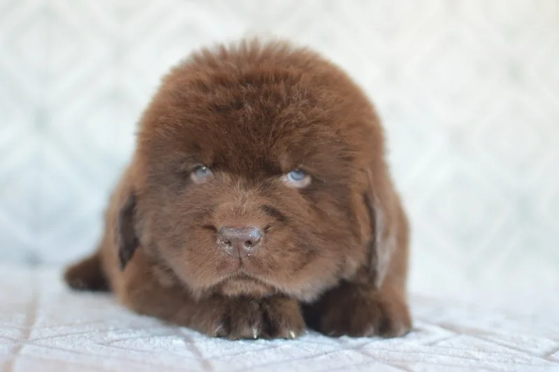 a fluffy brown puppy with large blue eyes and a sad, downturned expression lies on a white textured surface. The overlaid…