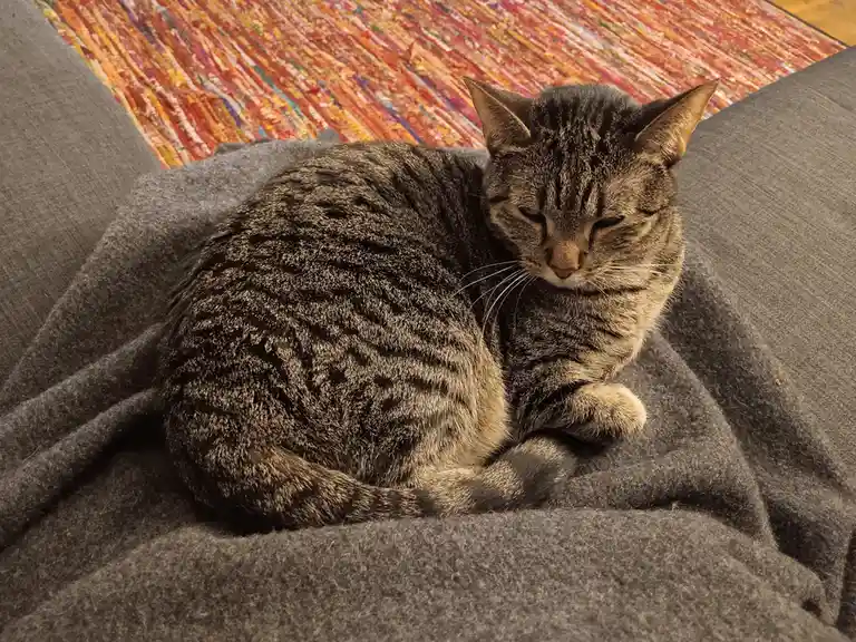 A tabby cat with dark stripes is curled up and sleeping soundly on a gray blanket, its eyes half-closed. Behind it, a…