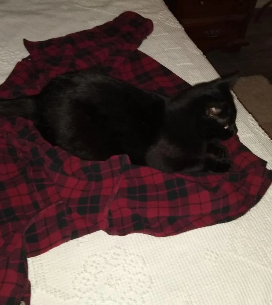 A black cat is curled up and sleeping on a red and black plaid flannel shirt that is laid out on a white textured bedspread…