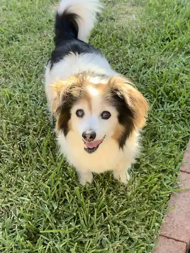 A small, fluffy dog with black, white, and tan fur stands on green grass, looking up at the camera with its mouth slightly…
