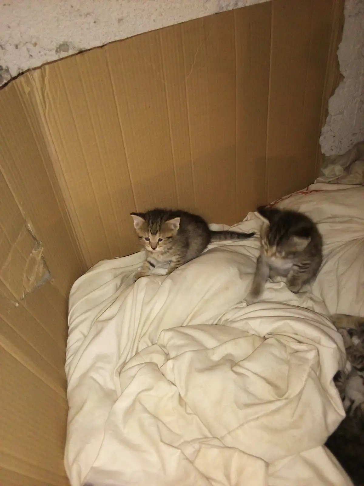 Two small tabby kittens sit inside a cardboard box lined with a rumpled white blanket; one kitten looks directly at the…