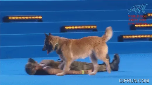 A sequence of six panels shows a large dog walking over a person lying on a blue stage. The dog approaches, sniffs, and…