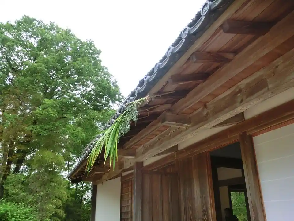 A long green plant with hanging leaves is visibly stuck to the edge of a traditional wooden building's tiled roof, with…