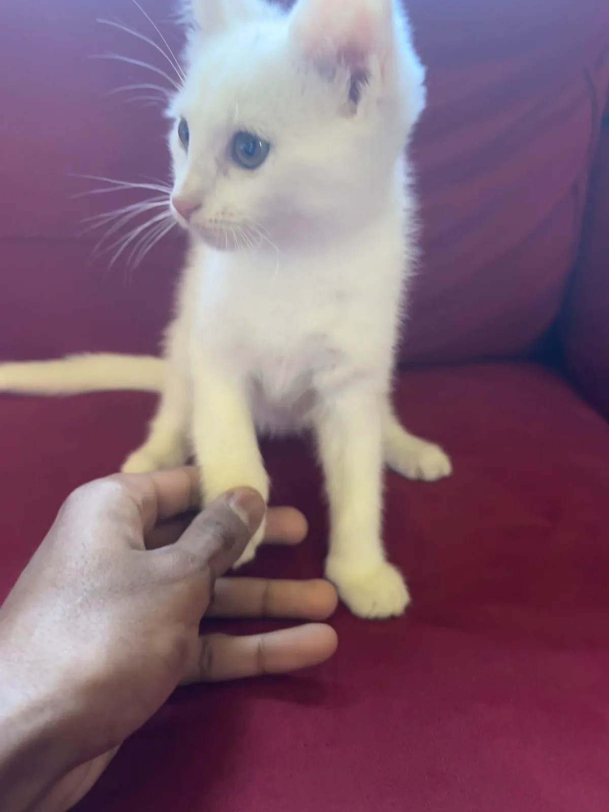 A small white kitten with blue eyes sits on a red couch, looking away while a human hand gently holds one of its front paws…