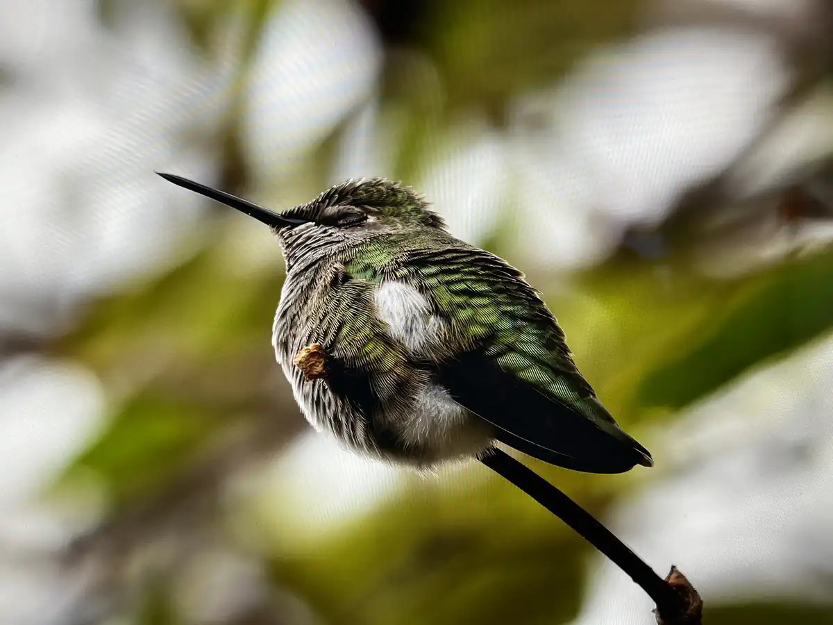 A Hummingbird Battling the Cold