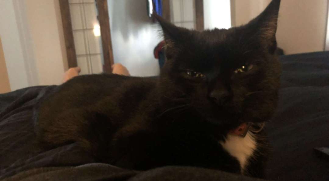 A black cat with a white chest patch lies on a dark blanket, staring intently with narrowed eyes and a slightly downturned…
