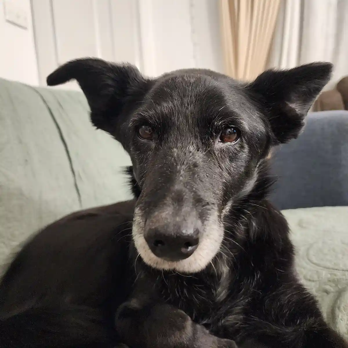 A close-up photo of a black dog with one floppy ear and one perky ear, lying on a green couch. The dog has a white muzzle…