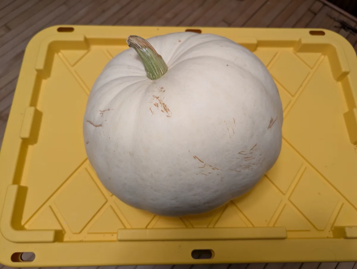A large, round, white pumpkin with a green stem sits centered on a bright yellow plastic storage bin lid. The pumpkin has…