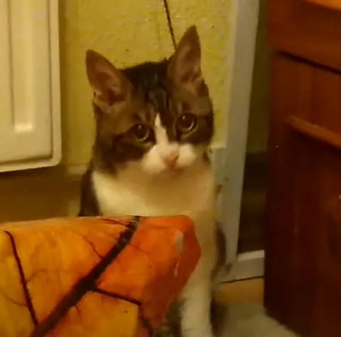 A close-up of a tabby and white cat with wide, innocent eyes looking directly at the camera, sitting in a dimly lit room…