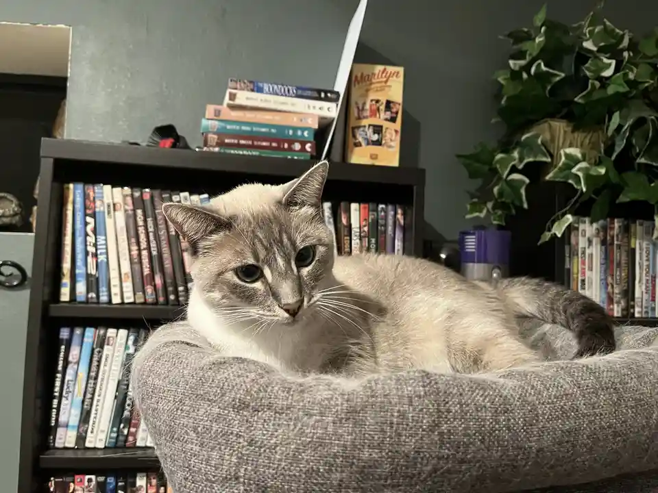 Daily dose of my cat Ivy: Day 309!