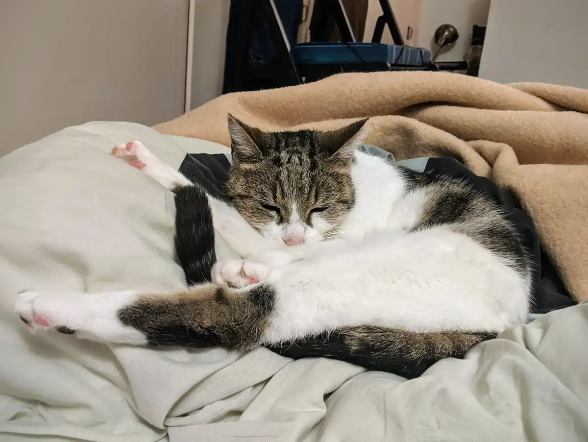 A tabby and white cat is curled up asleep on a bed with beige and white blankets, its paws tucked in and eyes closed. The…
