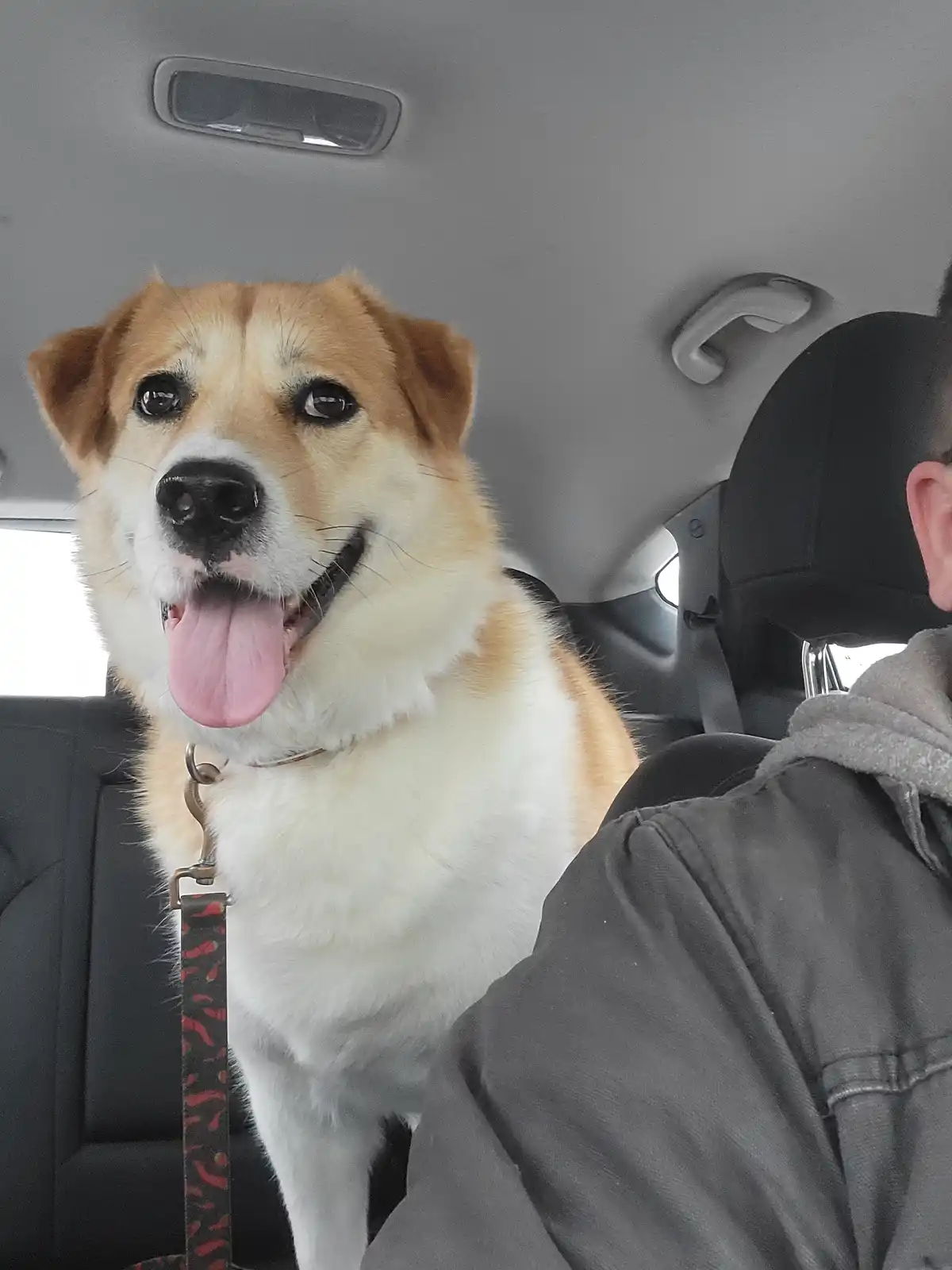 A tan and white dog with its tongue out sits in the backseat of a car, looking directly at the camera with a happy…