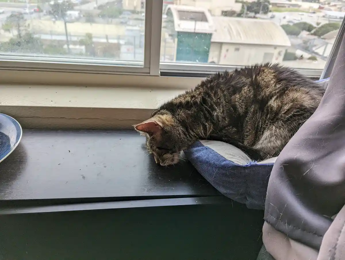 A tabby cat is curled up and sleeping on a blue and grey cushion placed on a dark windowsill, with a blurry cityscape…