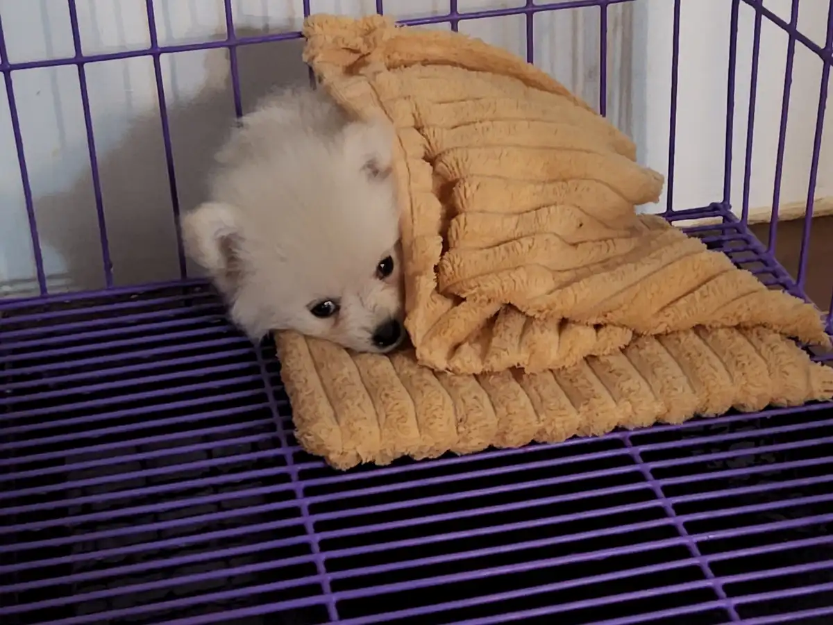 A small, fluffy white puppy with dark eyes and nose is peeking out from under a tan, ribbed blanket inside a purple plastic…