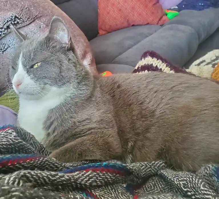 A gray and white cat with yellow eyes is lounging on a couch, partially covered by a colorful woven blanket, looking relaxed…