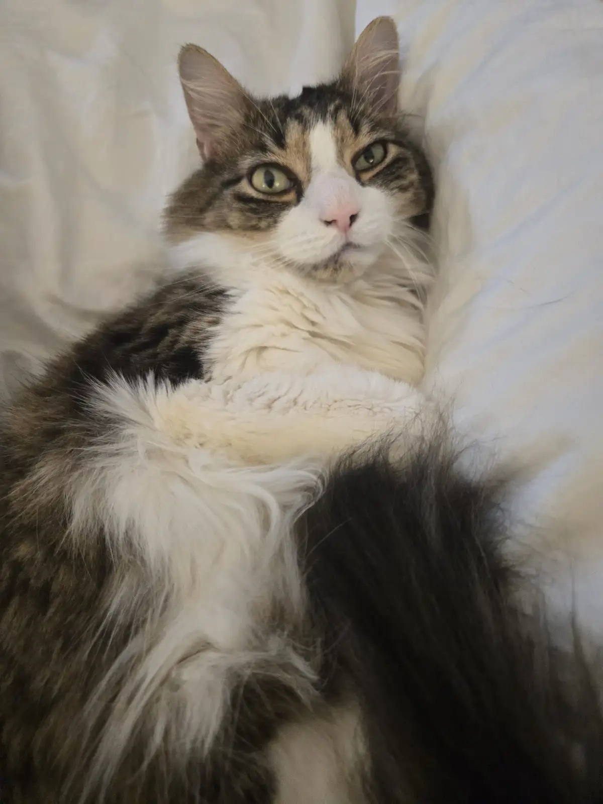 A fluffy, long-haired cat with brown, black, and white fur lies on a white bedsheet, looking directly at the camera with…