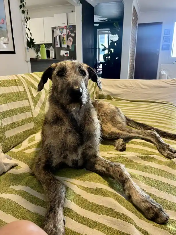 A scruffy, brindle-coated dog with droopy ears and a soulful expression lies sprawled on a green and white striped couch in…