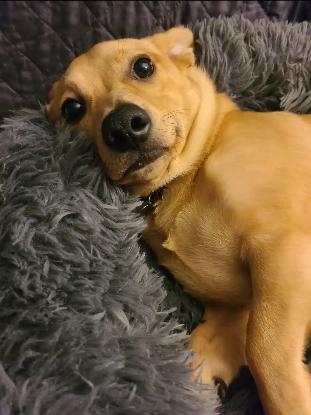 A light brown dog with large dark eyes lies on a fluffy gray blanket, looking directly at the camera with a slightly smug or…