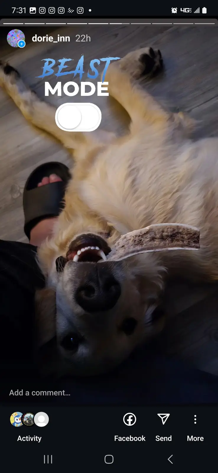 A golden retriever lies on its back on a wooden floor, happily chewing on a large bone while a person's foot in a black…