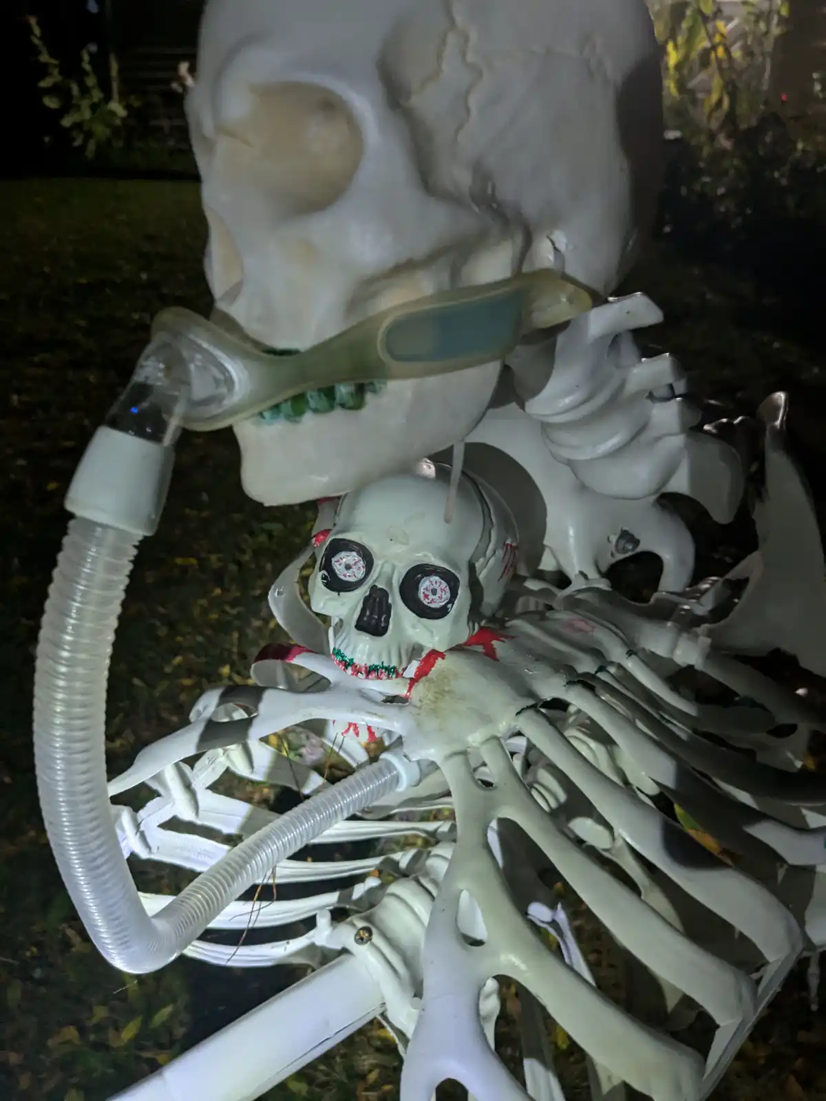 A large plastic skeleton decoration at night has a breathing tube inserted into its mouth, with the tube connected to a…