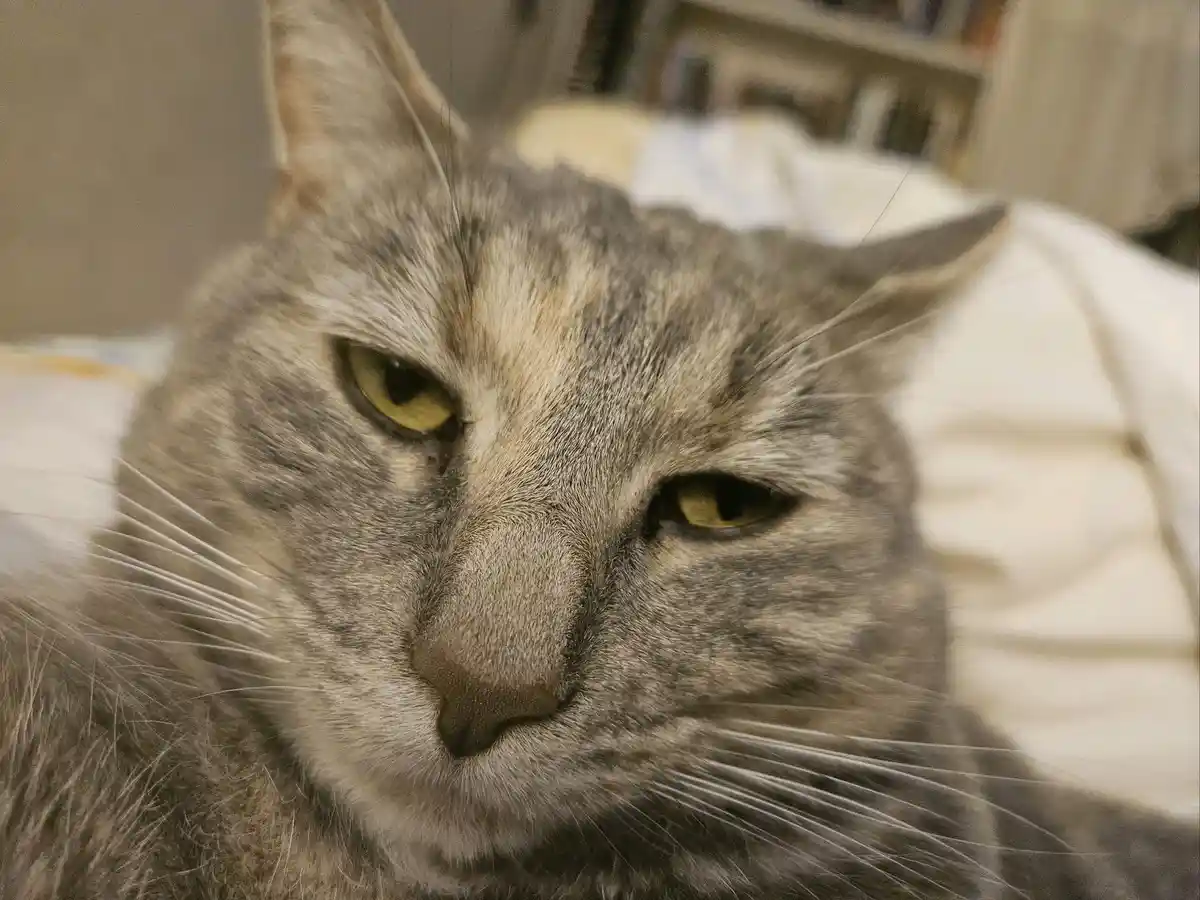 A close-up photo of a gray tabby cat with yellow eyes looking directly at the camera with a visibly unimpressed, slightly…