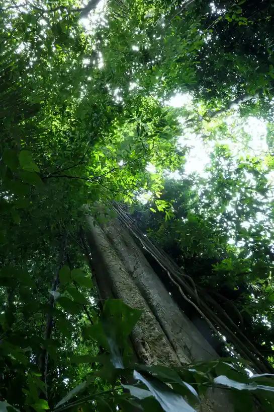 A low-angle photo looking up at a massive, ancient tree with thick, textured bark and numerous aerial roots, surrounded by…