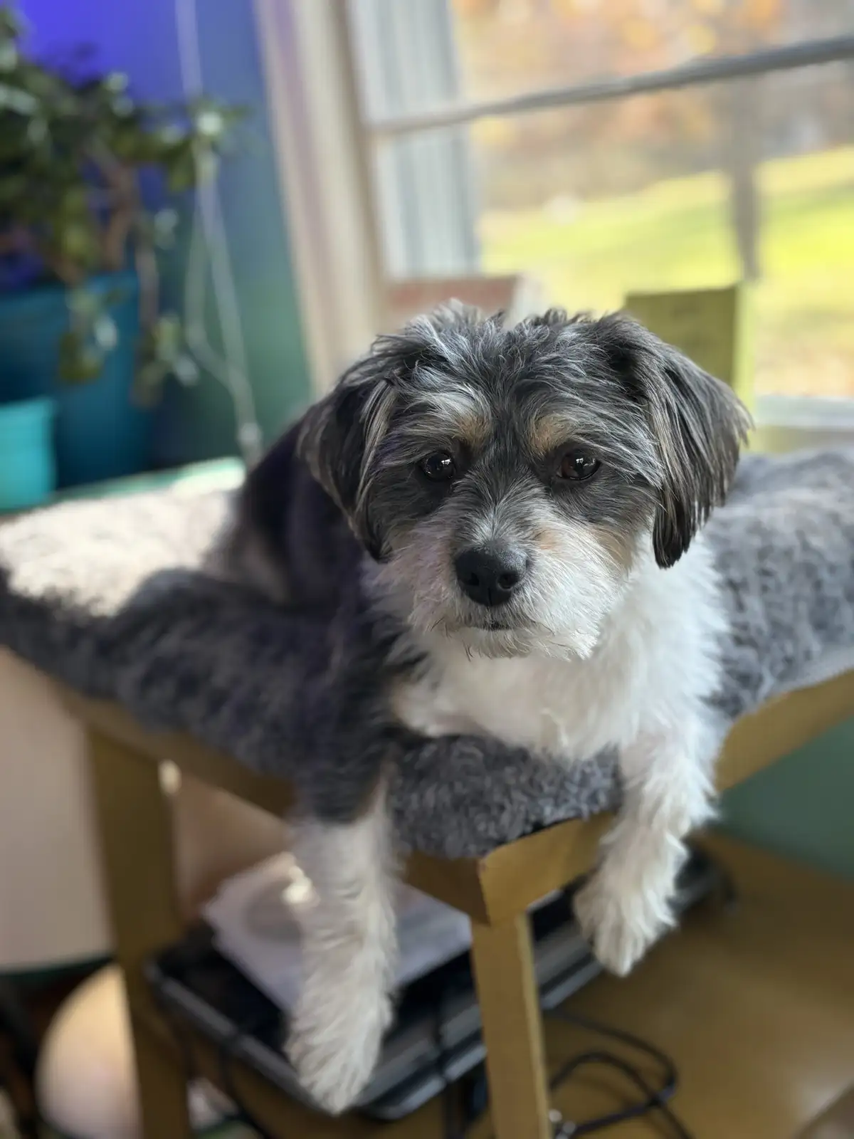 A small, scruffy dog with gray, white, and tan fur sits on a gray, fluffy cushion placed on a wooden table, looking directly…