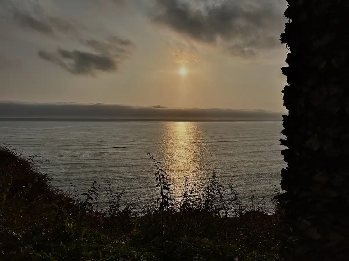 A serene, low-angle photograph captures a sunrise or sunset over a calm ocean, framed by dark silhouettes of foliage and a…